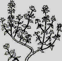 wpe13.jpg (11425 byte)