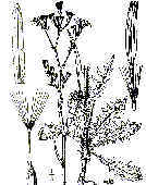 wpeA.jpg (7245 byte)