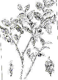 wpeC.jpg (12387 byte)