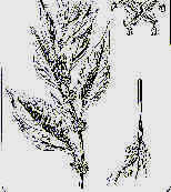 wpeD.jpg (6517 byte)