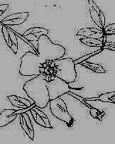 wpeF.jpg (7518 byte)