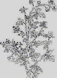 wpe11.jpg (11517 byte)